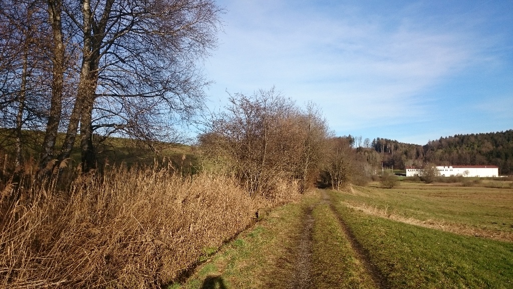 Bahndamm im Sommer