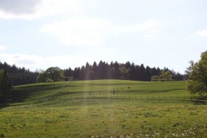 Reisenthal Sommer-s 