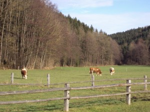 Reisenthal 