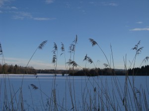 Brucker Moor 2       